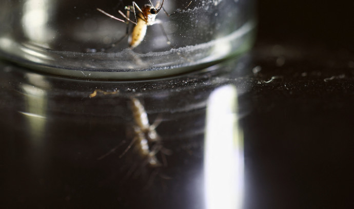 What is Ichilov Hospital Doing About West Nile Virus?