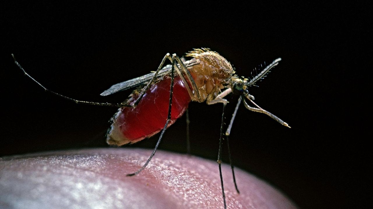 Is West Nile Virus a Concern in Suffolk County?