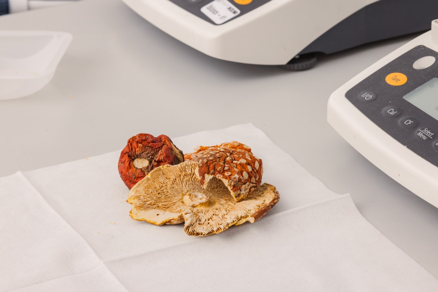 Are Psychedelic Mushrooms Safe to Consume?