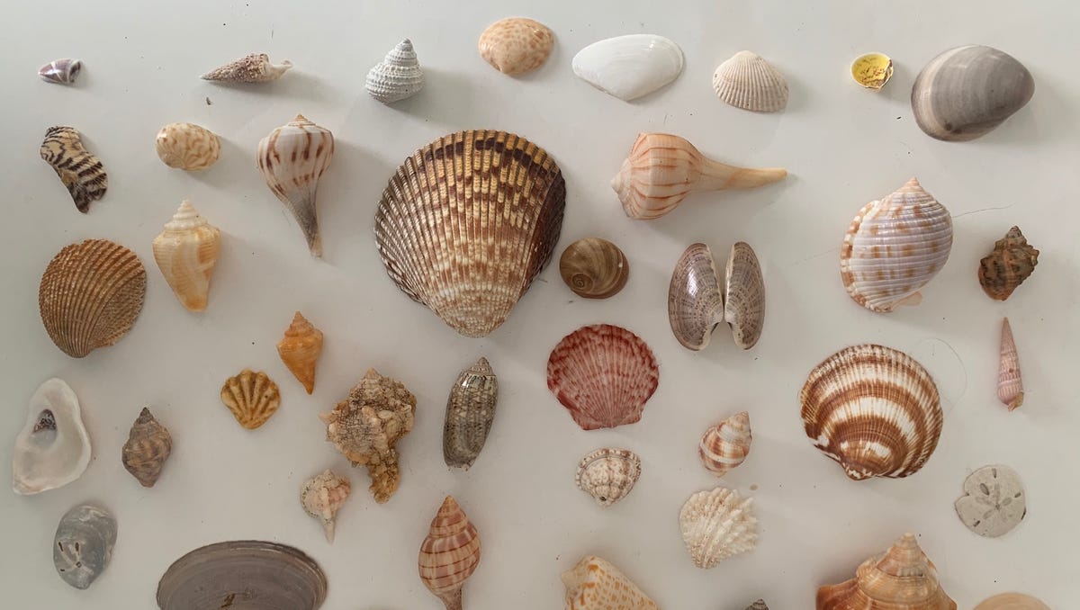 What is swimmer's itch?