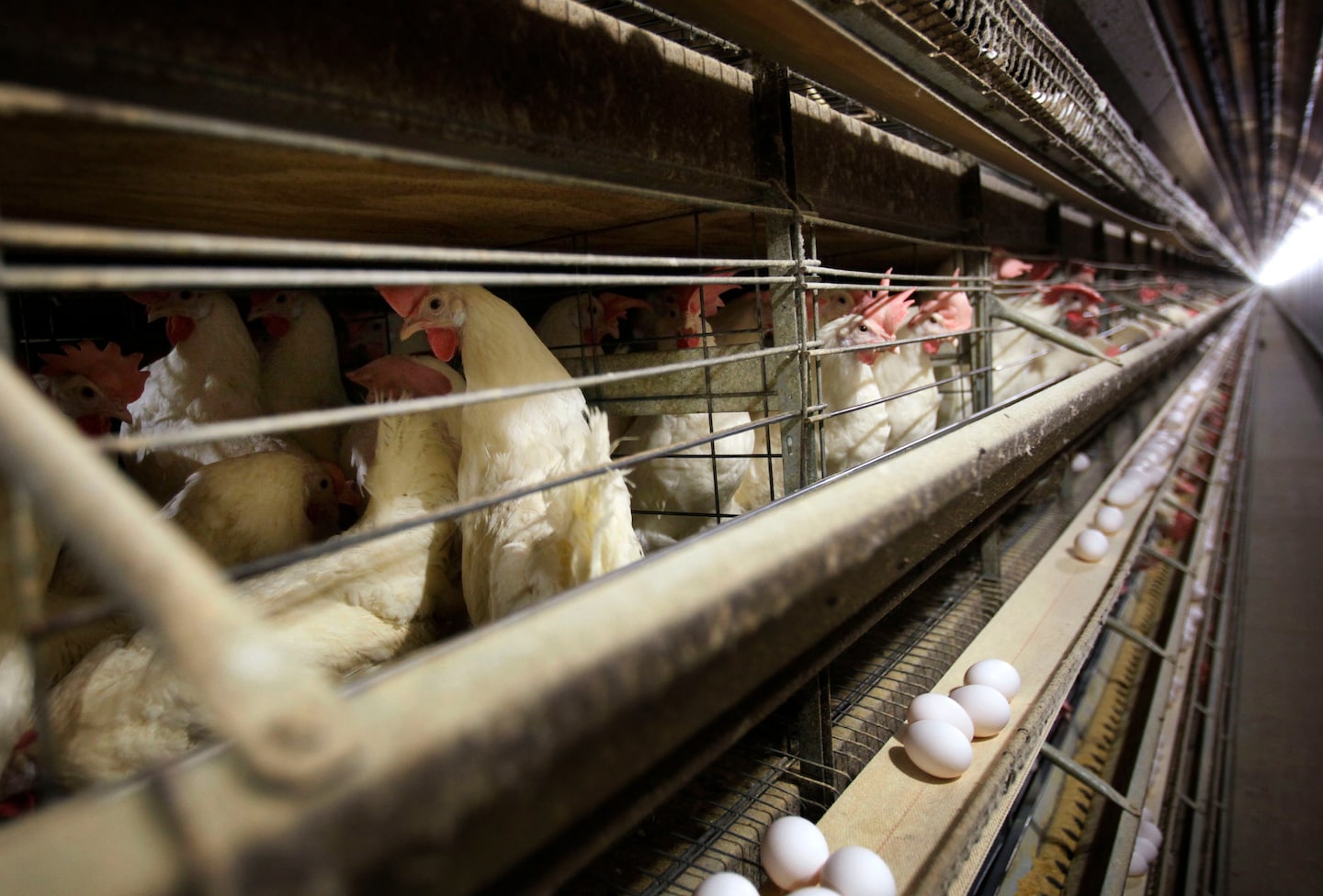 What is the latest on bird flu cases in Colorado?