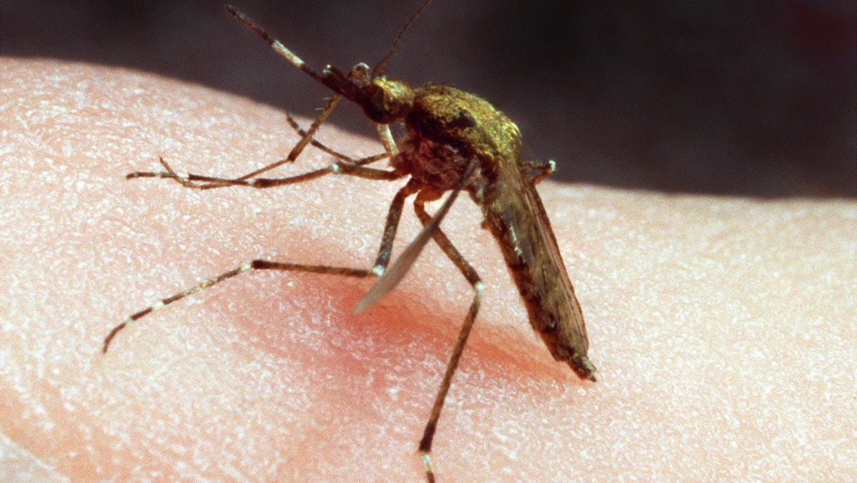 How long do mosquito bites last?