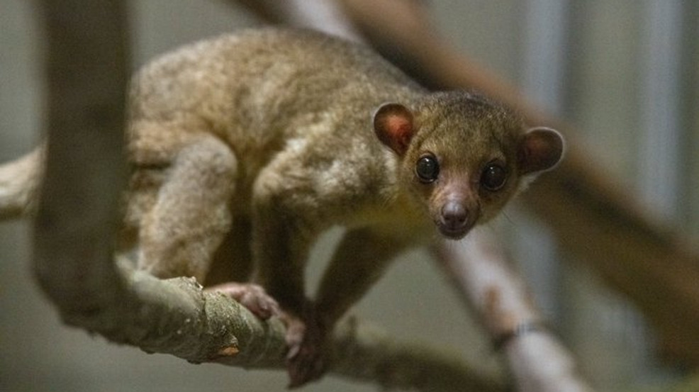 Is the Rescued Kinkajou in Good Health?