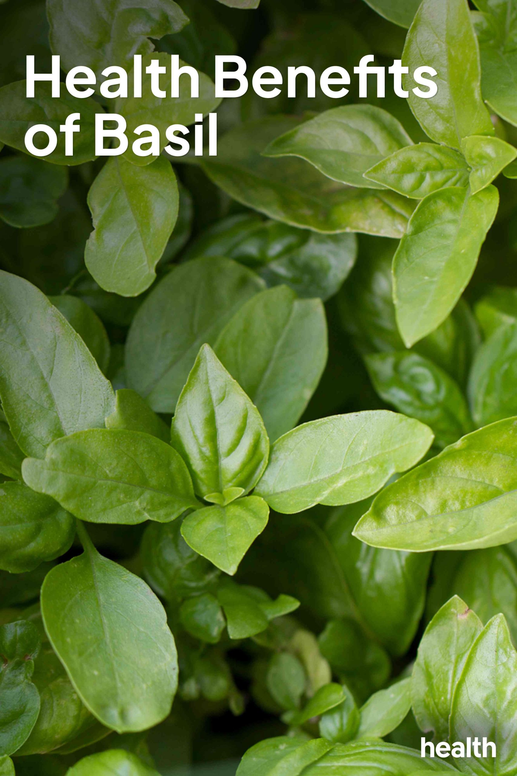 What are the benefits of basil?
