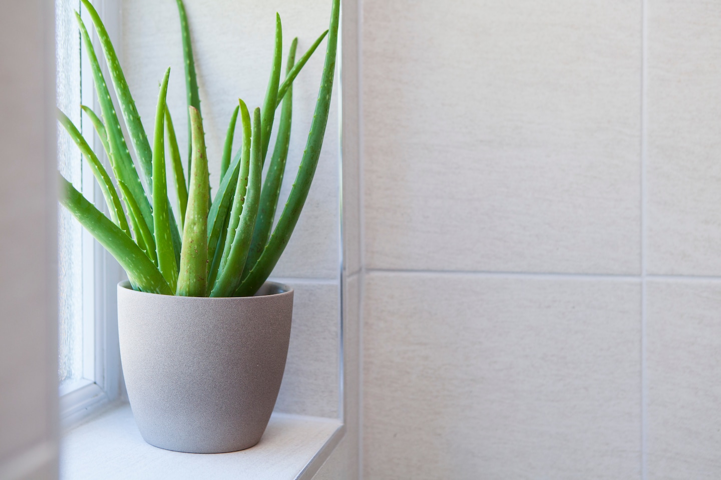 Is Aloe Vera Really Good for Your Skin?