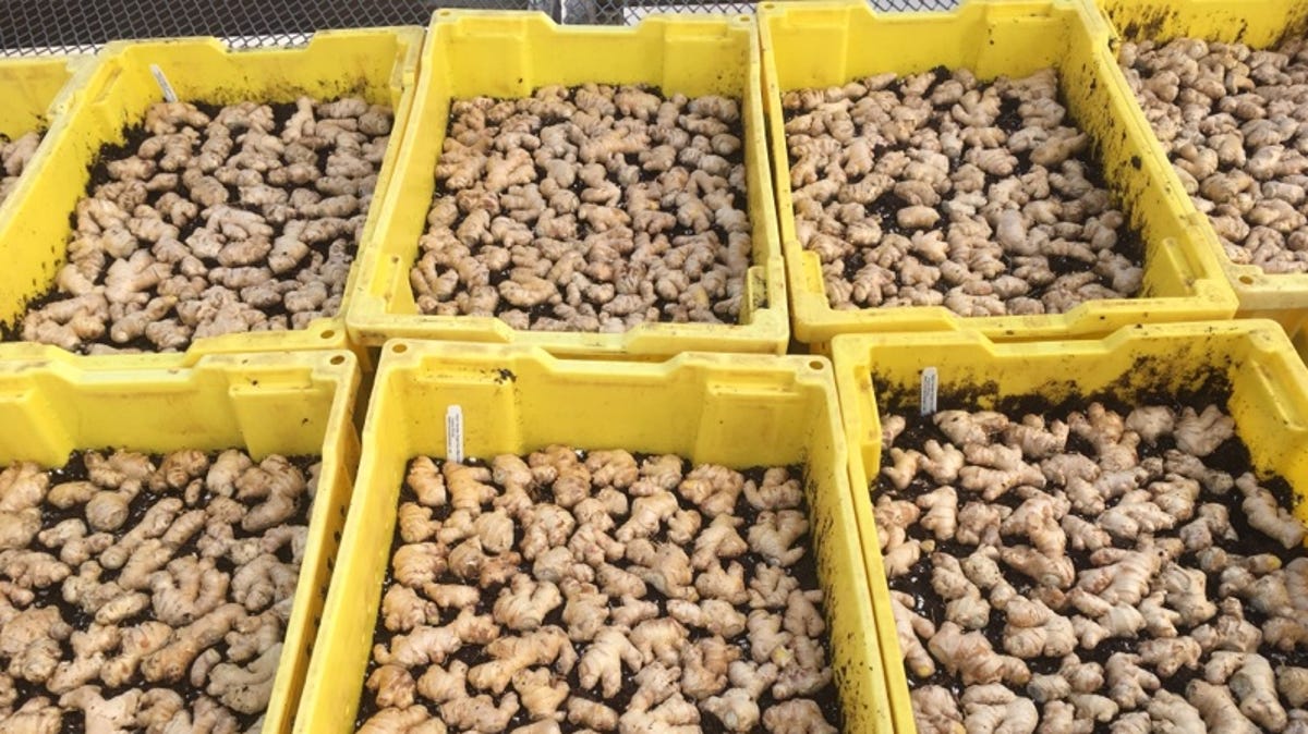 What are the health benefits of ginger?