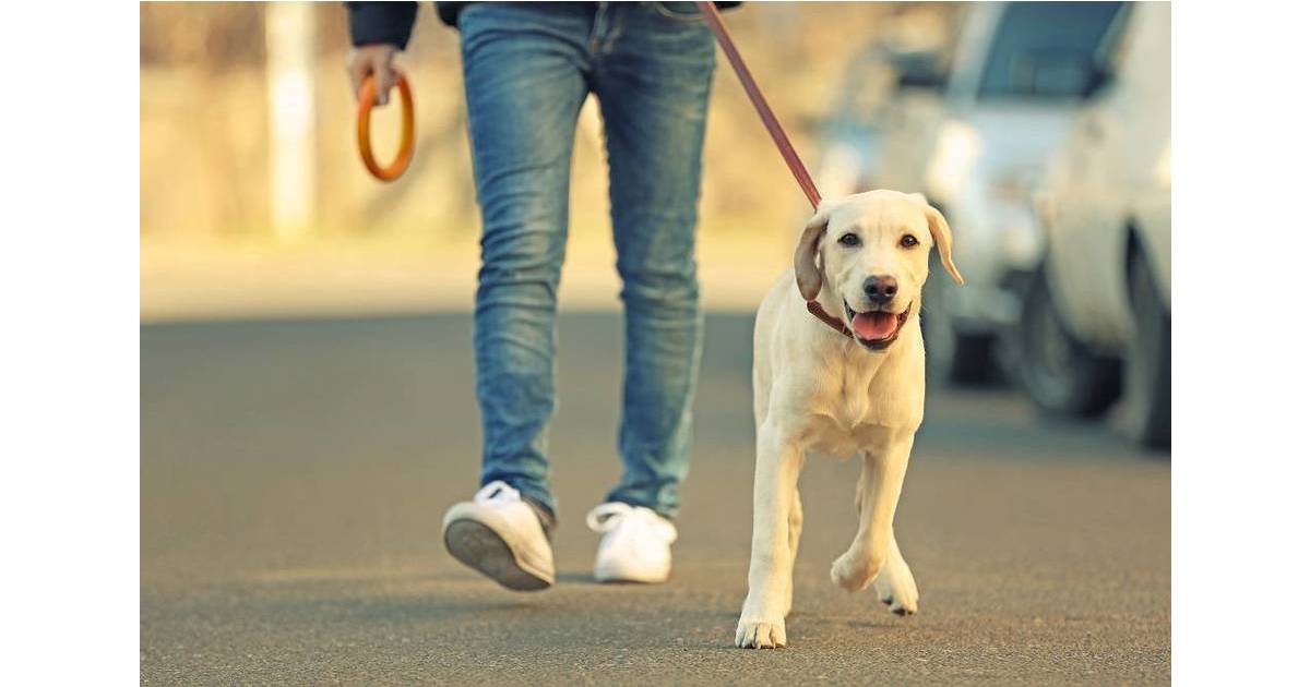 How to Care for Your Pet's Feet in the Heat?