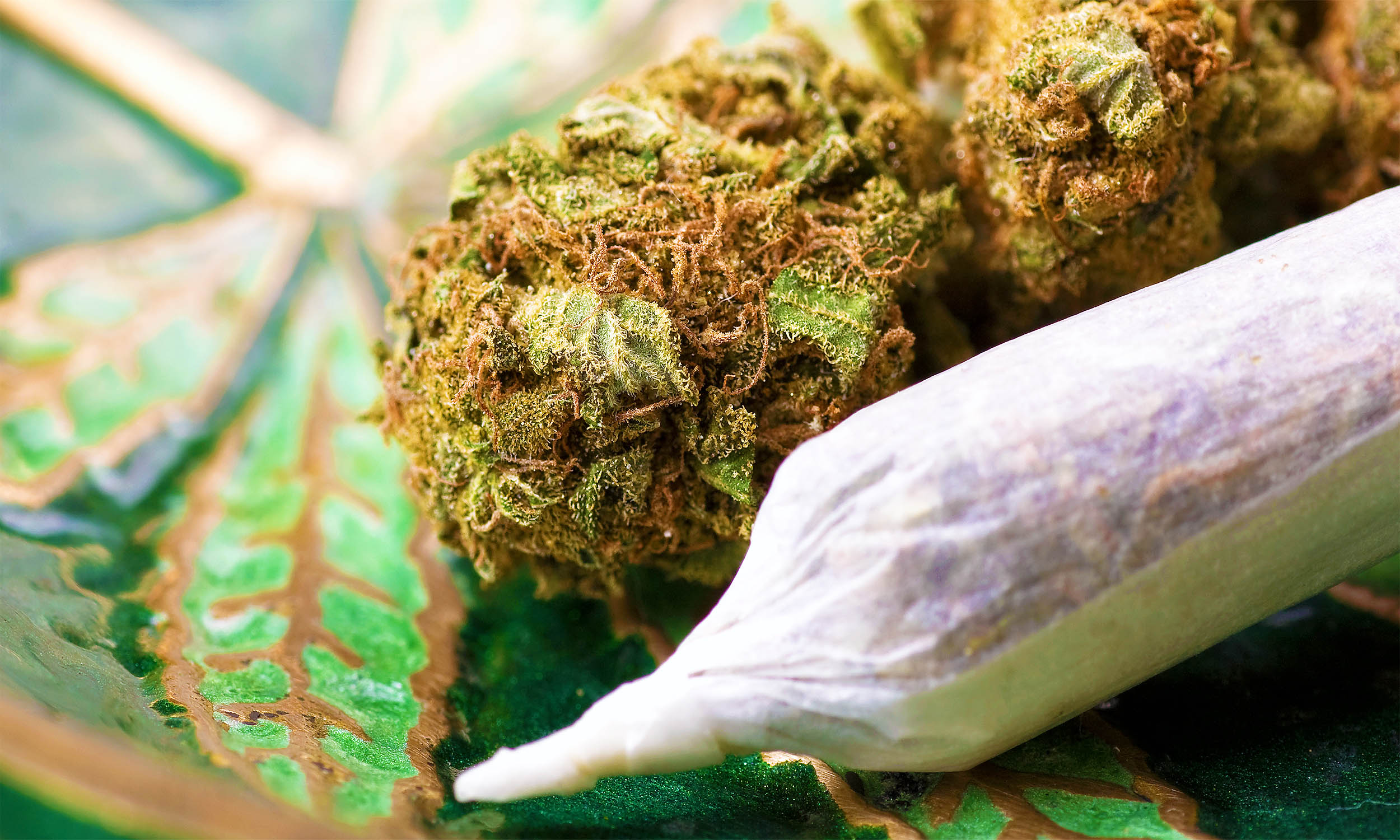 Is cannabis use linked to head and neck cancer?