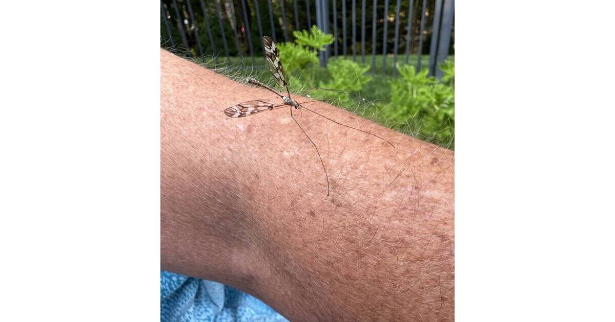 What is tonight's mosquito spraying in Hamilton?