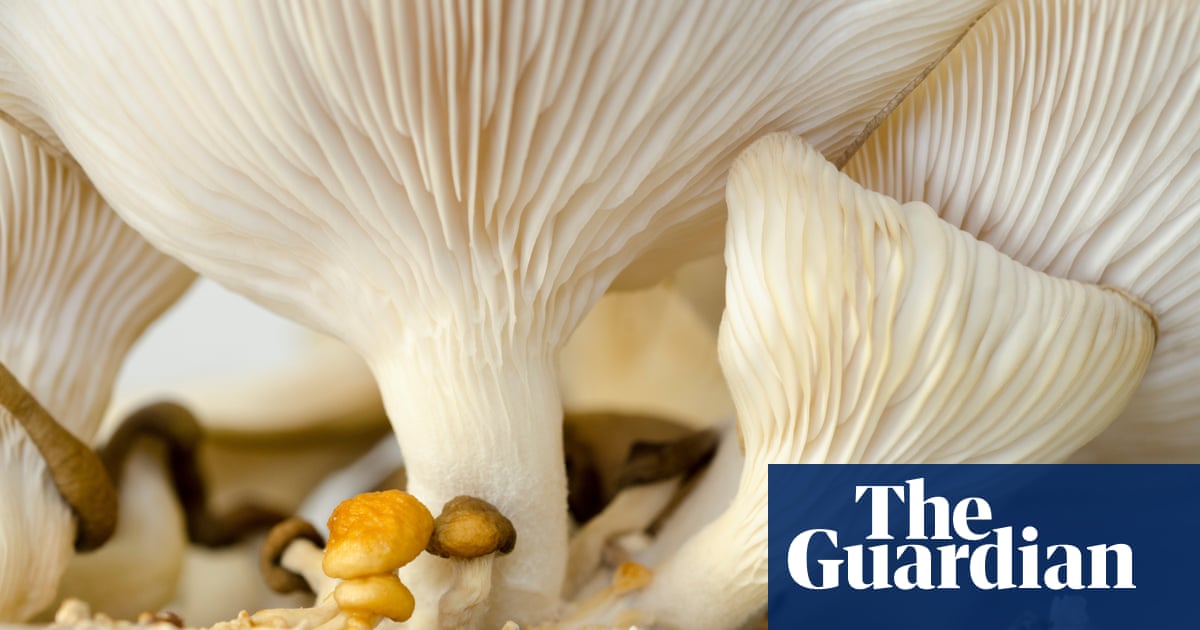 Could mushrooms be the secret to frizz-free hair?