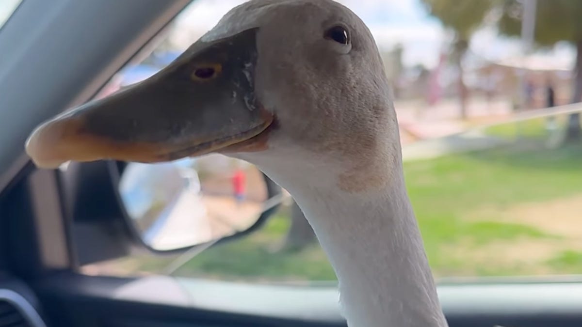 Why are ducks becoming popular family pets?