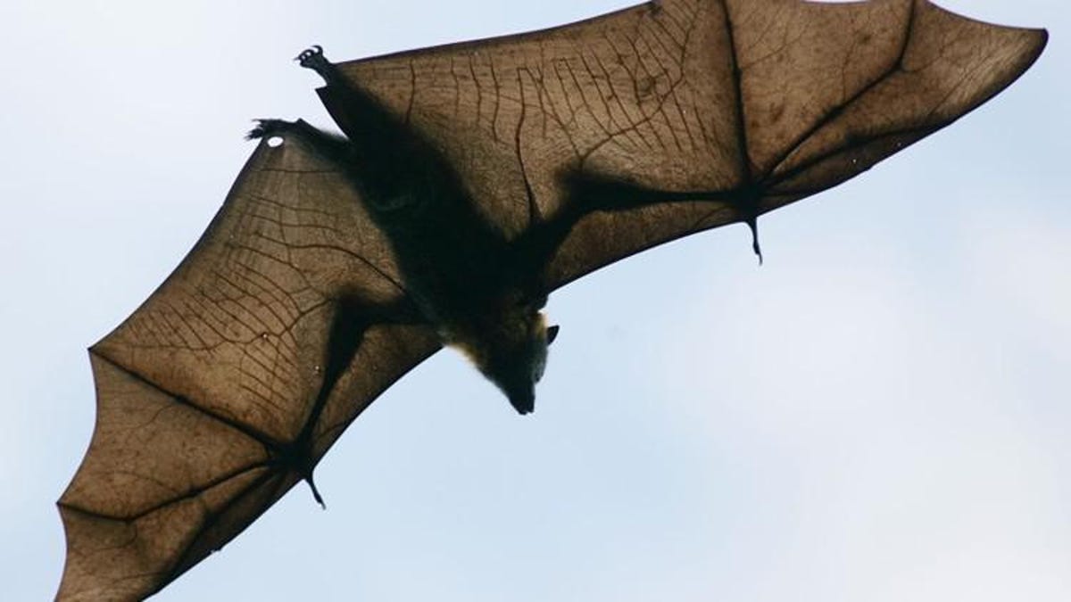 What should you know about rabies in bats?