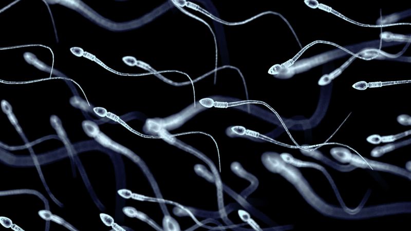 What can semen tell us about men's health?