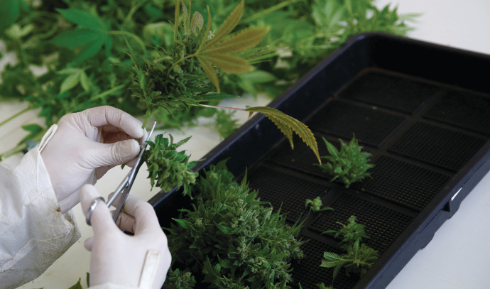 Is There a Slight Risk of ADHD in Children of Pregnant Women Who Smoke Cannabis?