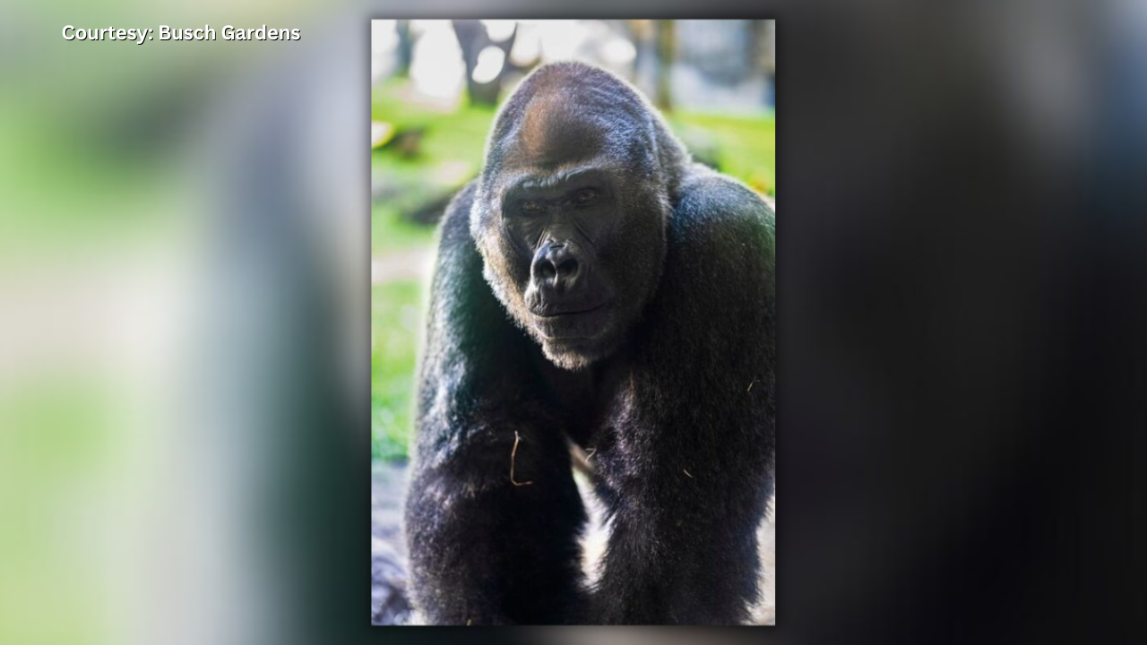 What happened to the gorilla named Jim?
