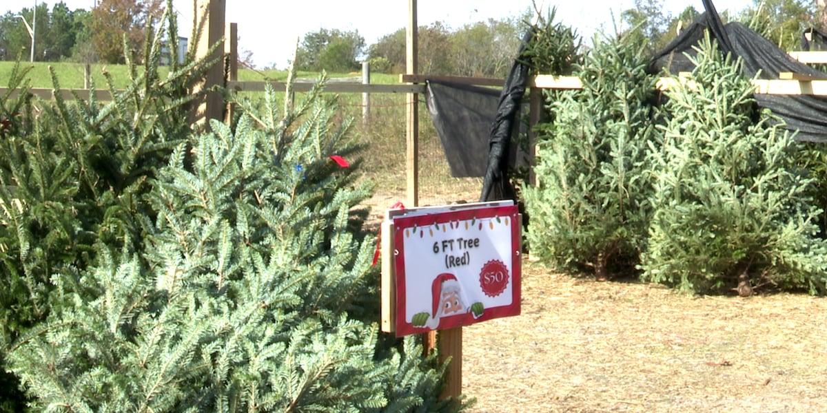 Image of the Optimist Club Christmas Tree Lot in North Augusta, where holiday spirit shines with every tree sold.